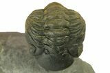 Two Multi-Toned Austerops Trilobite Fossils - Ofaten, Morocco #384228-2
